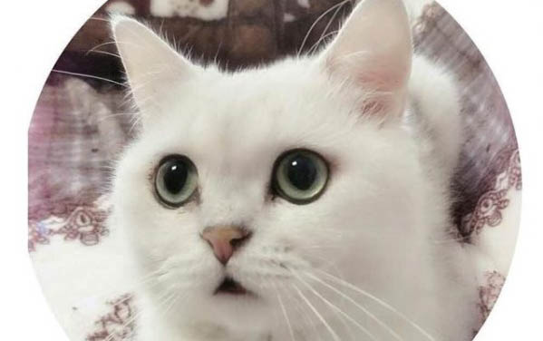 45天的小猫可以送走吗?