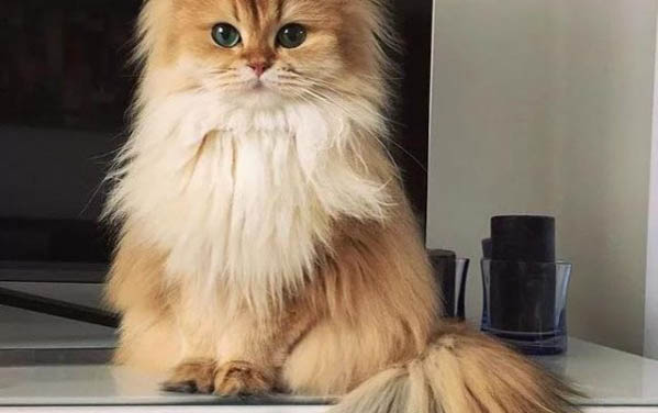 小猫八天了还不睁眼