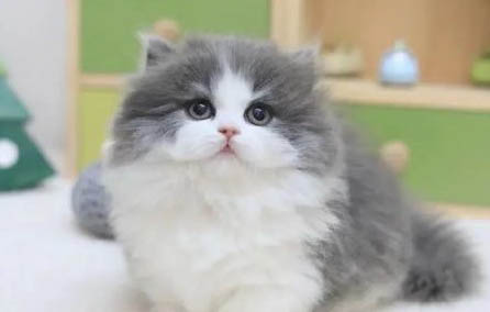 蓝猫蓝眼和黄眼区别有哪些