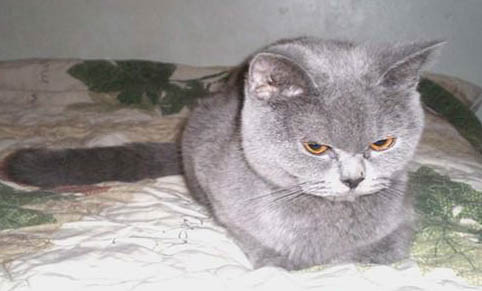猫咪肝肾衰竭需要吃什么药治疗