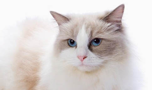 猫薄荷对猫咪有害吗？为什么？