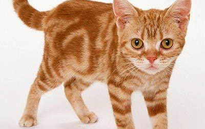 怎样教猫咪上厕所