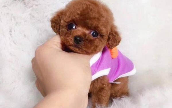 哪里有卖茶杯犬的什么价钱