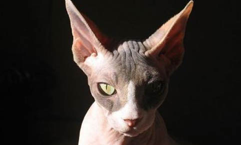 猫咪一只眼睛流泪该怎么办