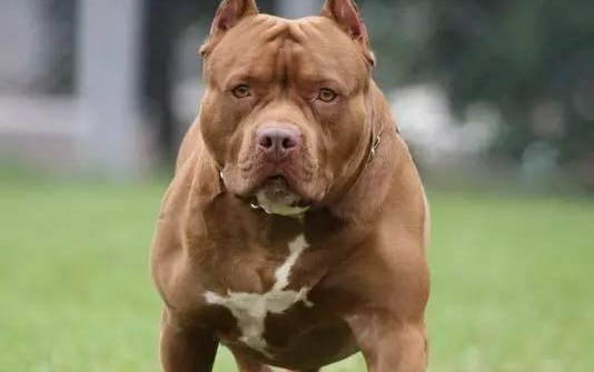 比特犬和藏獒哪个厉害?