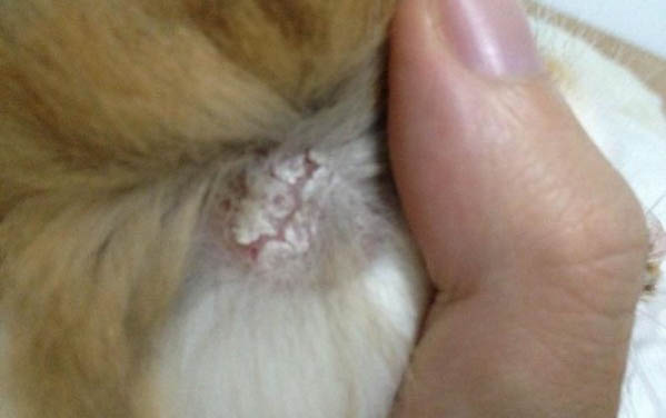 猫可以吹风扇睡觉吗