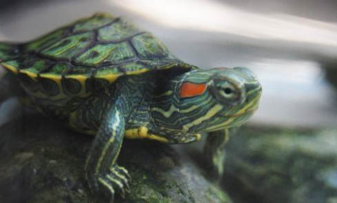 小巴西龟一直不吃东西
