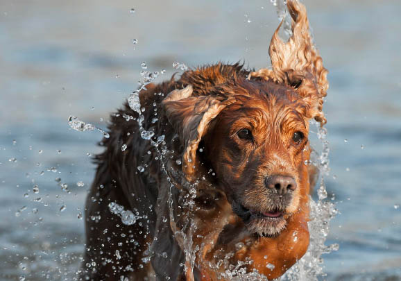 英国可卡犬拉血便的原因及处理方法