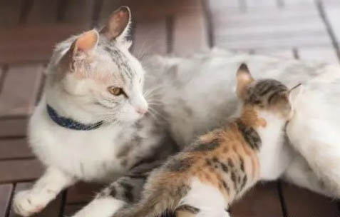 母猫一般怀孕多久生小猫?