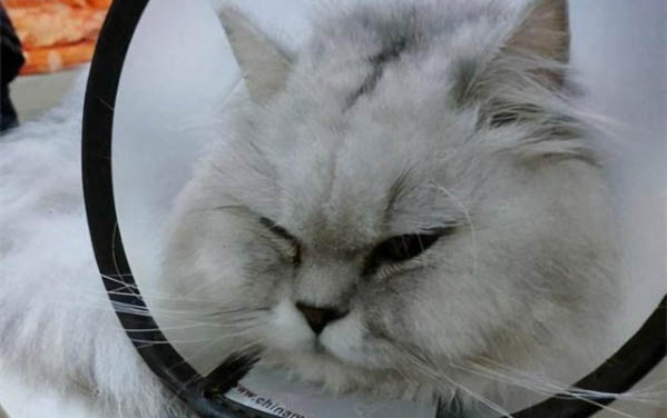 猫吃了食物又吐出来怎么了