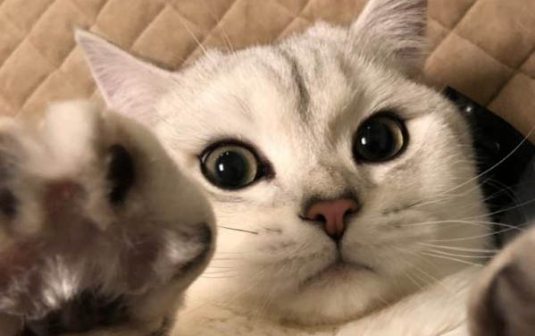 猫咪不吃饭不拉屎怎么办