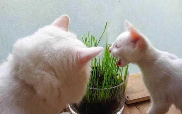 小猫球虫病有什么症状