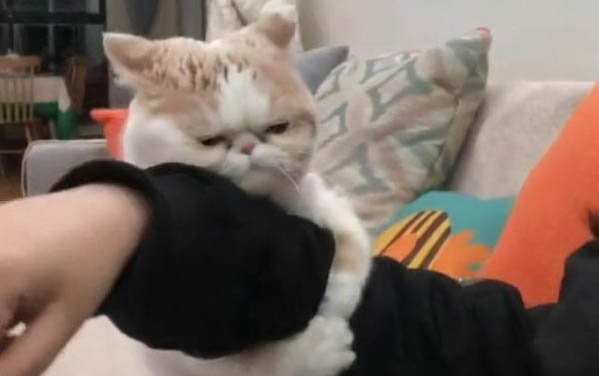 小猫走丢了能自己回家吗