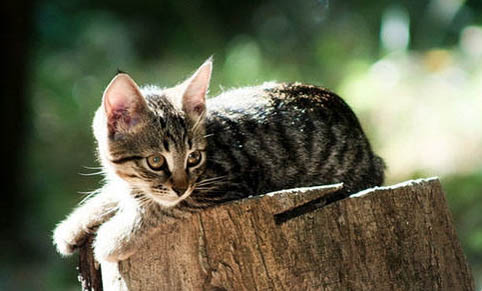 怀孕母猫得了猫鼻支怎么办能治好吗