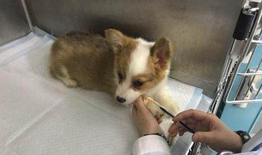 棉花面纱犬哪里有卖