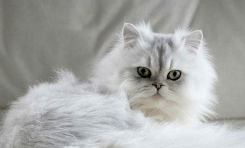打了猫三联还会得猫瘟吗
