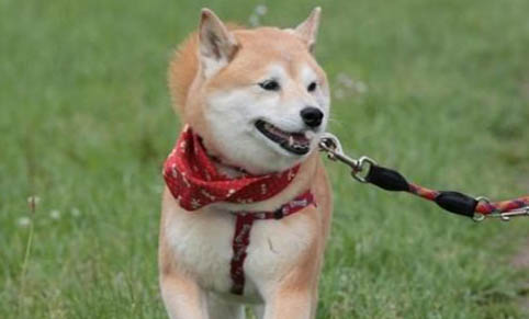 狗狗患犬瘟热有哪些症状