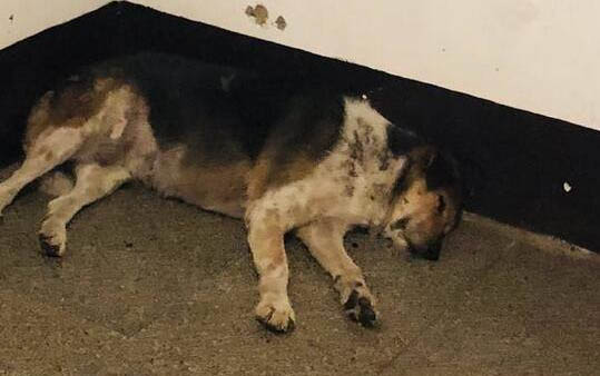 狂犬疫苗有效期是多久
