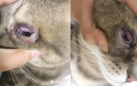 如何阻止猫咪叫春