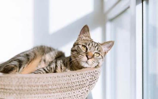 猫咪呕吐白色液体是怎么回事