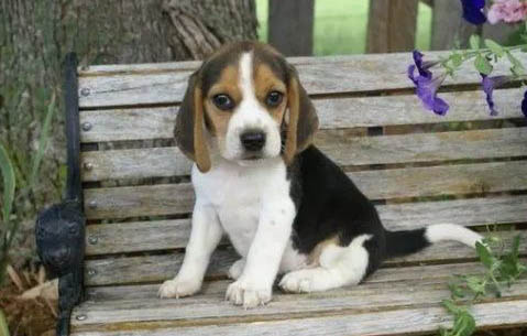 比格犬怕冷吗?