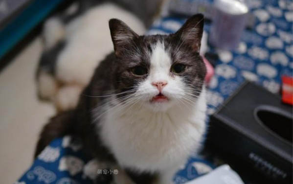 小猫咪一直叫个不停是怎么回事?