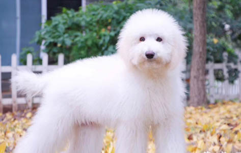 美国巨贵犬多少钱一只