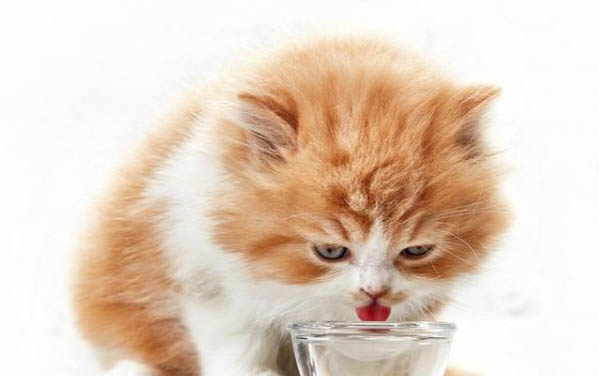 猫咪厌食但精神很好是怎么回事？