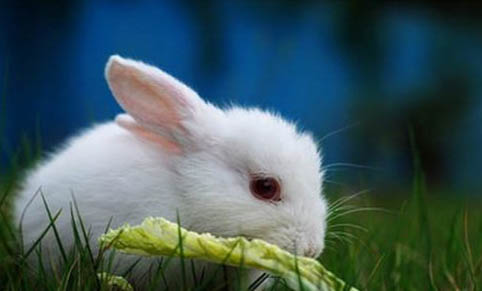 兔子不能喝水吗
