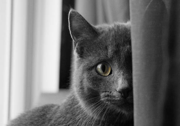 科拉特猫打喷嚏流黄鼻涕的原因及处理方法