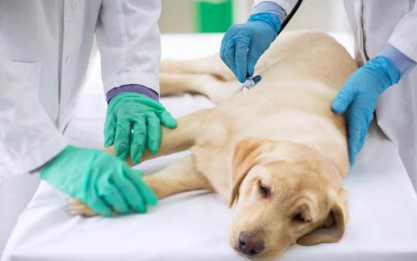犬用益生菌哪个牌子好