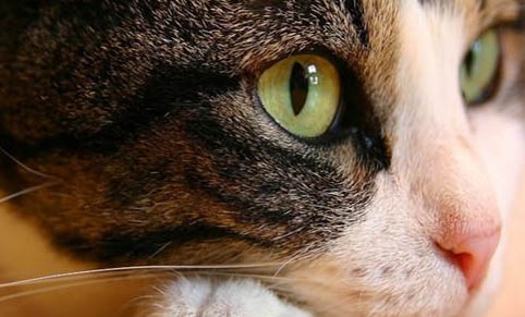 猫咪用的洗耳液