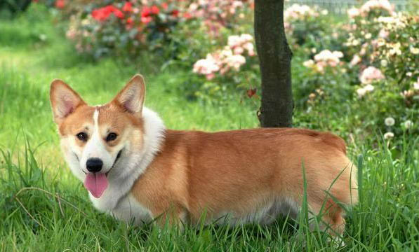 柯基犬打它能听话吗