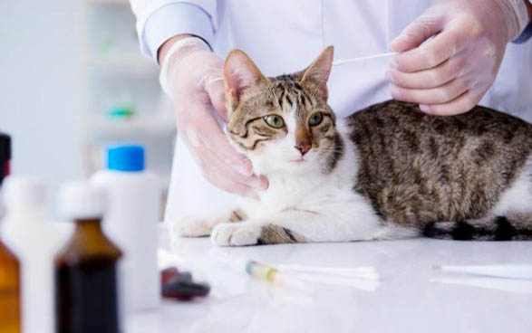 小猫不打疫苗可以吗?