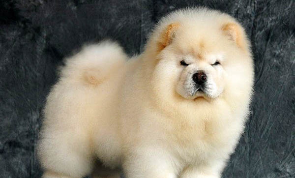松狮犬如何配种?