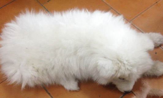 哪里有萨摩耶犬卖