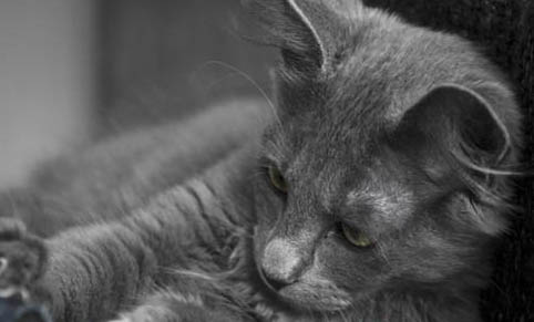 得了猫瘟的猫咪还能活多久