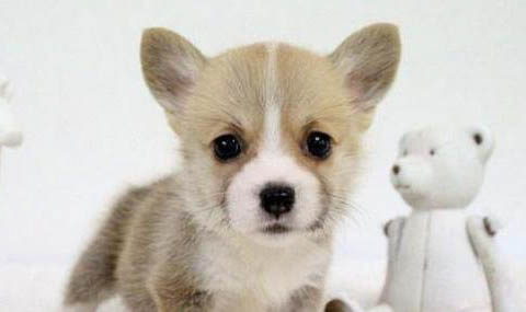 柯基犬和比熊哪个好养