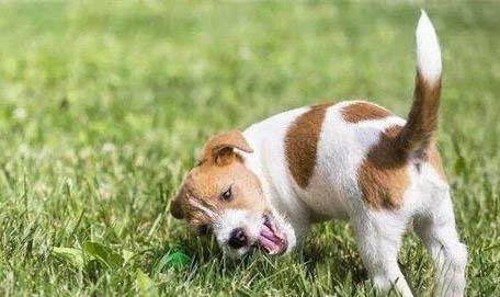 狗狗口臭的原因有哪些