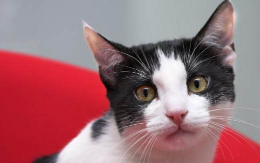 请问猫咪呕吐的原因及处理方法?