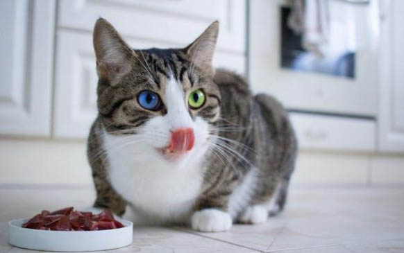 猫咪吃零食好吗