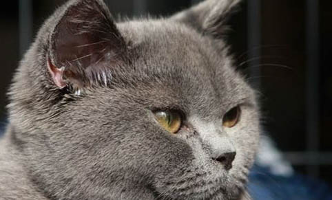 在猫体外驱虫一次需要多长时间