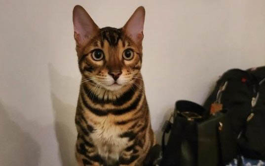 猫挨打之后有几种表现