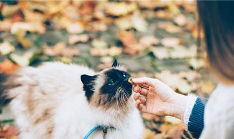 猫咪得了胰腺炎后不容易饿的原因以及处理方法