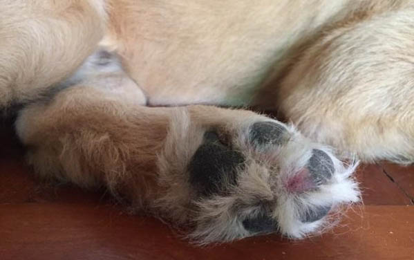 买狗狗的时候需要注意什么