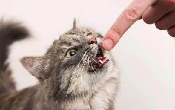 猫咪发情期有哪些表现