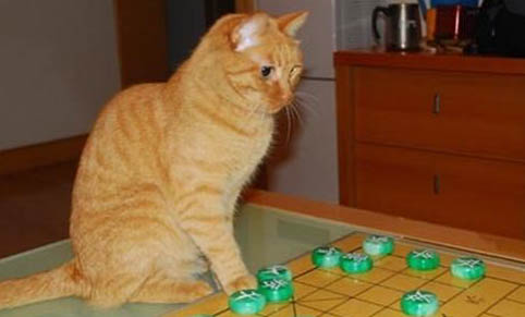 猫咪指甲剪出血了该怎么办
