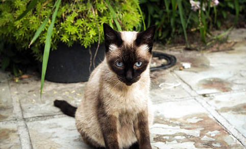 猫鼻子流血是什么原因