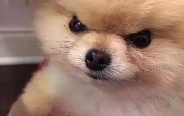 为什么狗狗的耳朵好臭啊