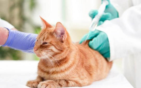 猫咪生产间隔多久一只算难产